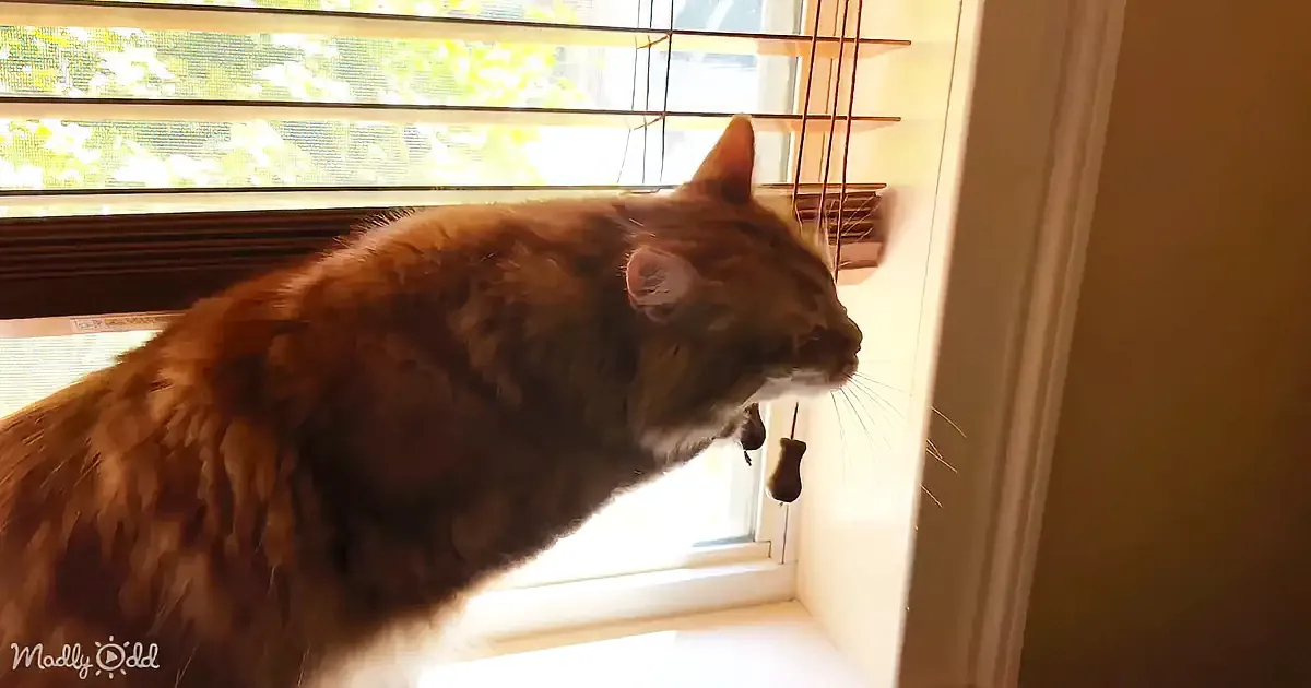 A brown tabby cat with a bell collar looks out a window with blinds, surrounded by sunlight and greenery.