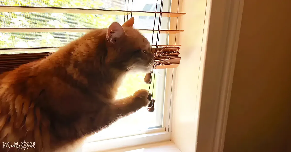 A fluffy orange cat sits by a window, gazing outside with sunlight streaming through.