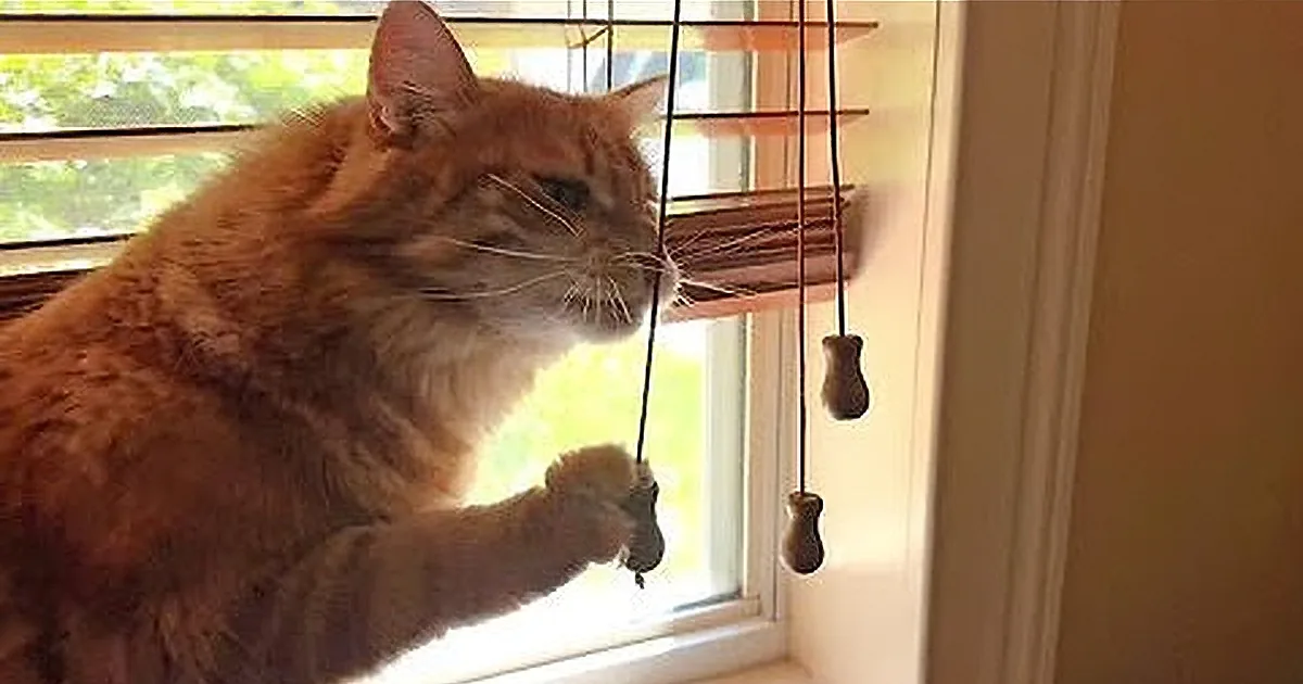 Internet Falls for Cat's Quirky 'Relationship' With Window Blinds