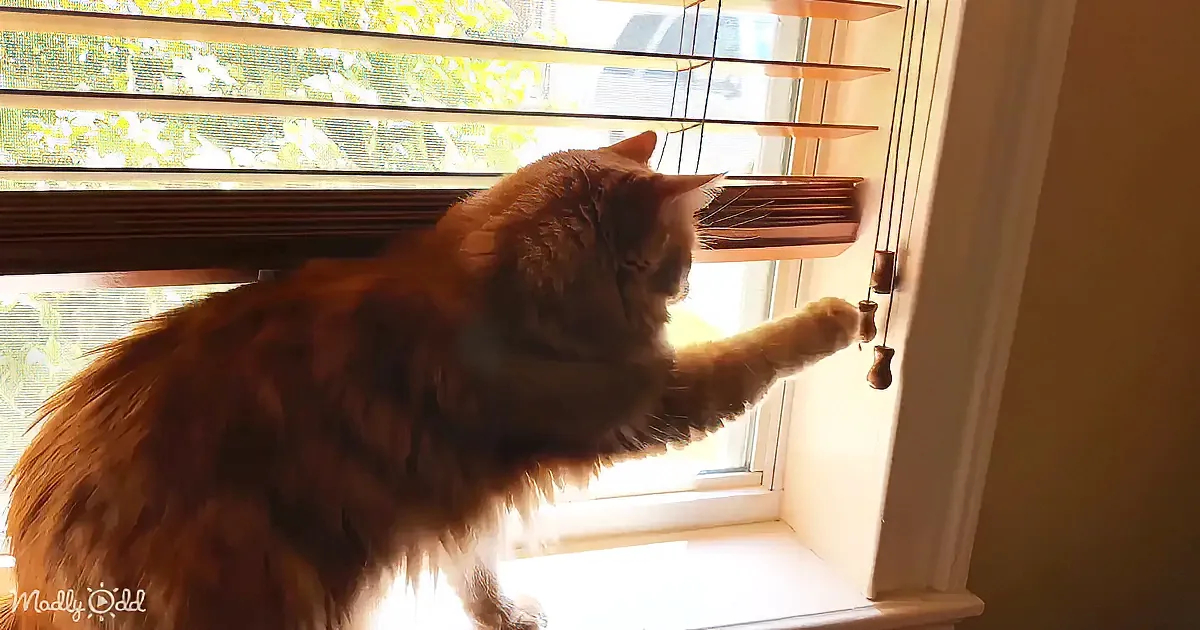 A fluffy orange cat sits by a window, pawing at a dangling object, with sunlight streaming through.