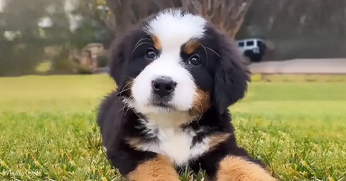 A cute Bernese Mountain Dog puppy with black, white, and brown fur sits on green grass, looking up.