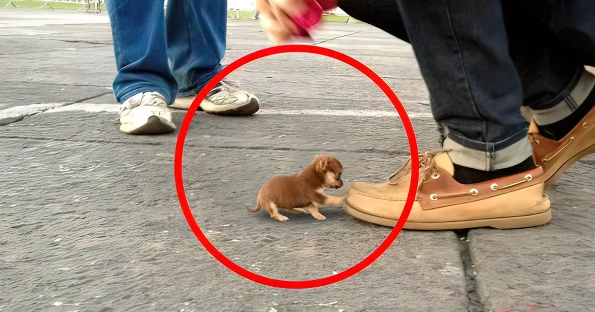 Top 20 Cutest Tiny Dog Breeds That Never Outgrow Your Lap
