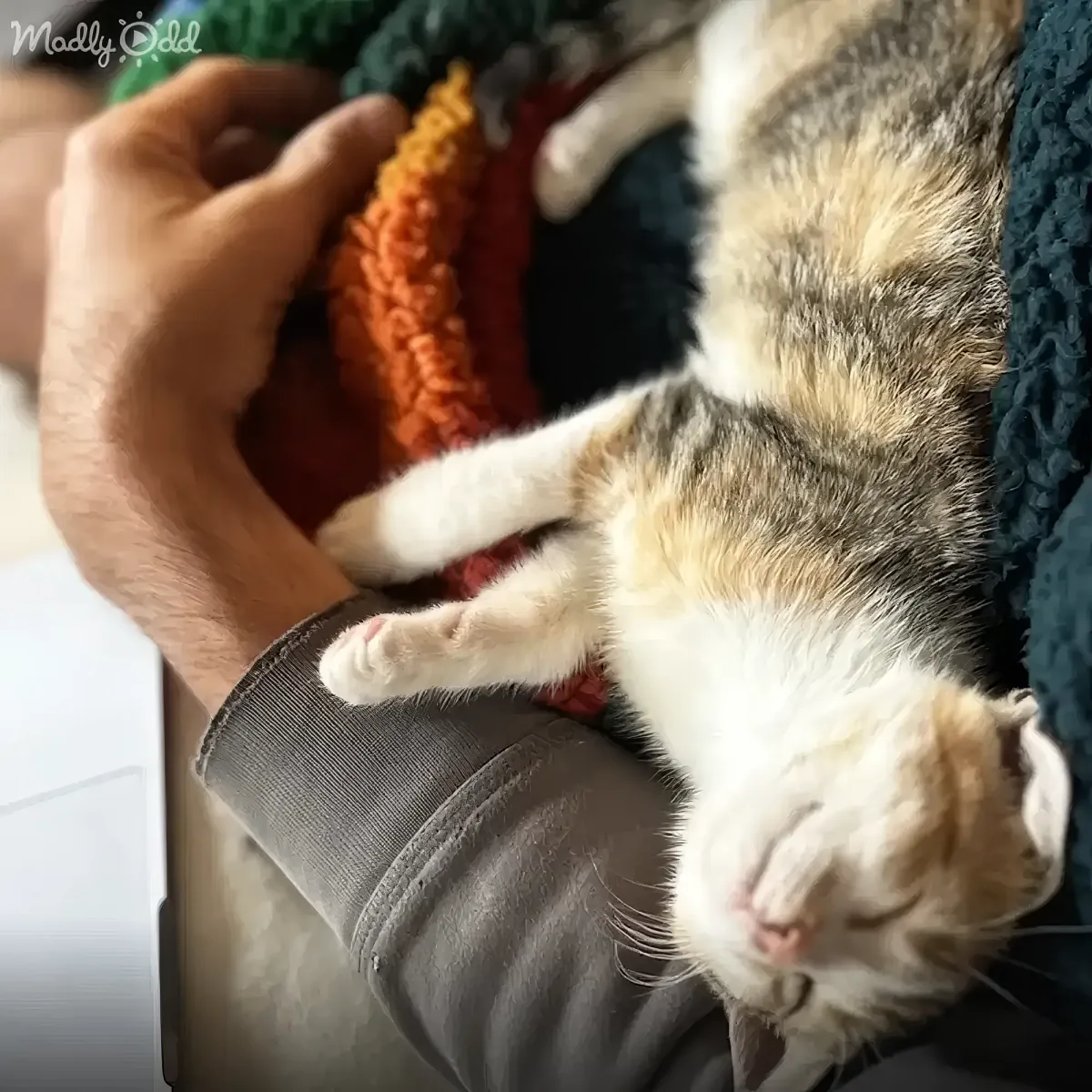 A relaxed calico cat sleeps peacefully on someone's lap, nestled against a colorful crocheted blanket.