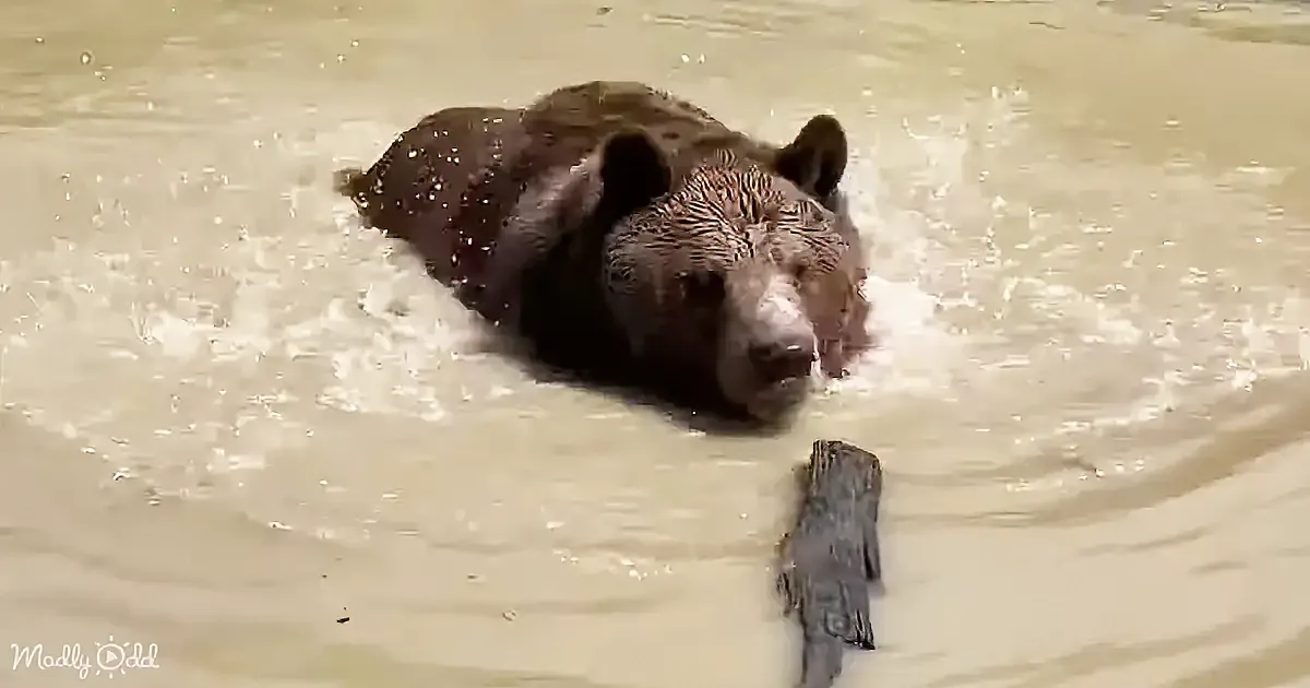 A bear is partially submerged in murky water, with its head and part of its body visible above the surface.
