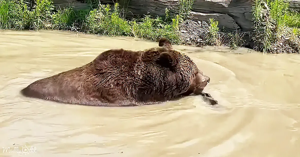 A large brown bear is partially submerged in murky water, surrounded by greenery and rocks.