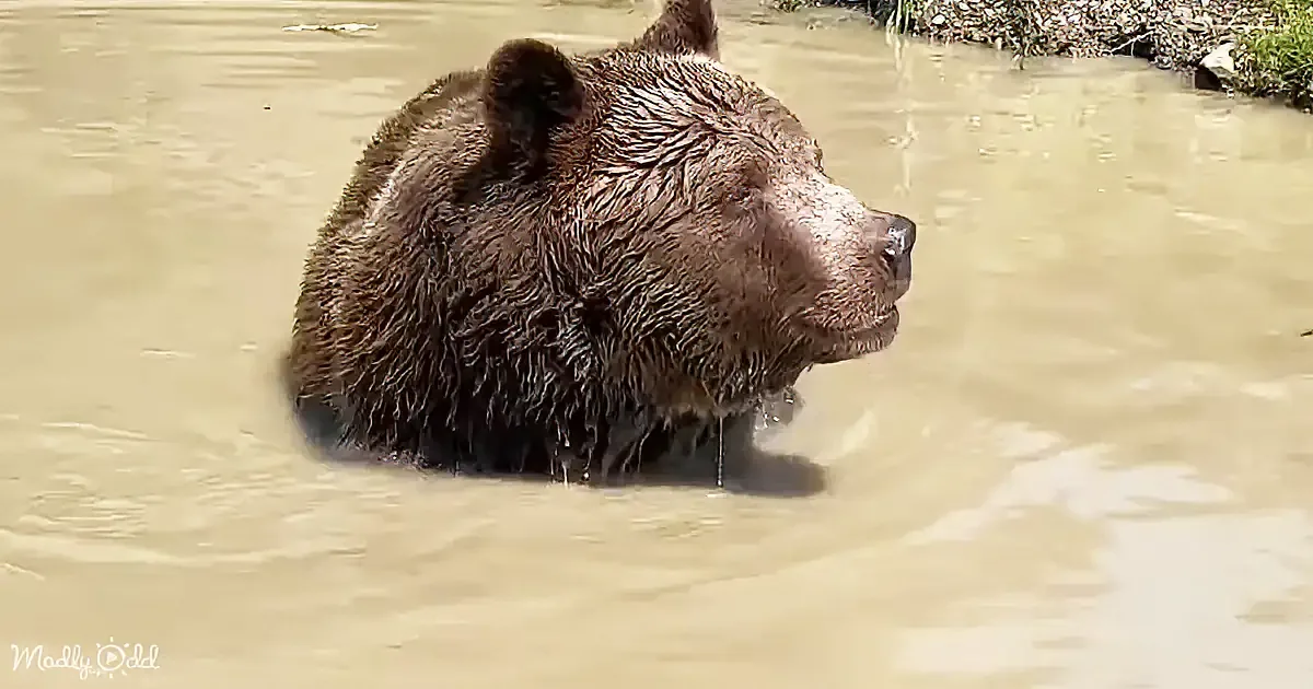 Syrian Bear''s Playful Swim and Stick Play Win Hearts Everywhere