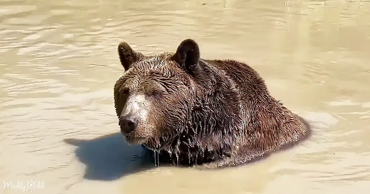 A wet brown bear with a white face is partially submerged in murky water, gazing forward.