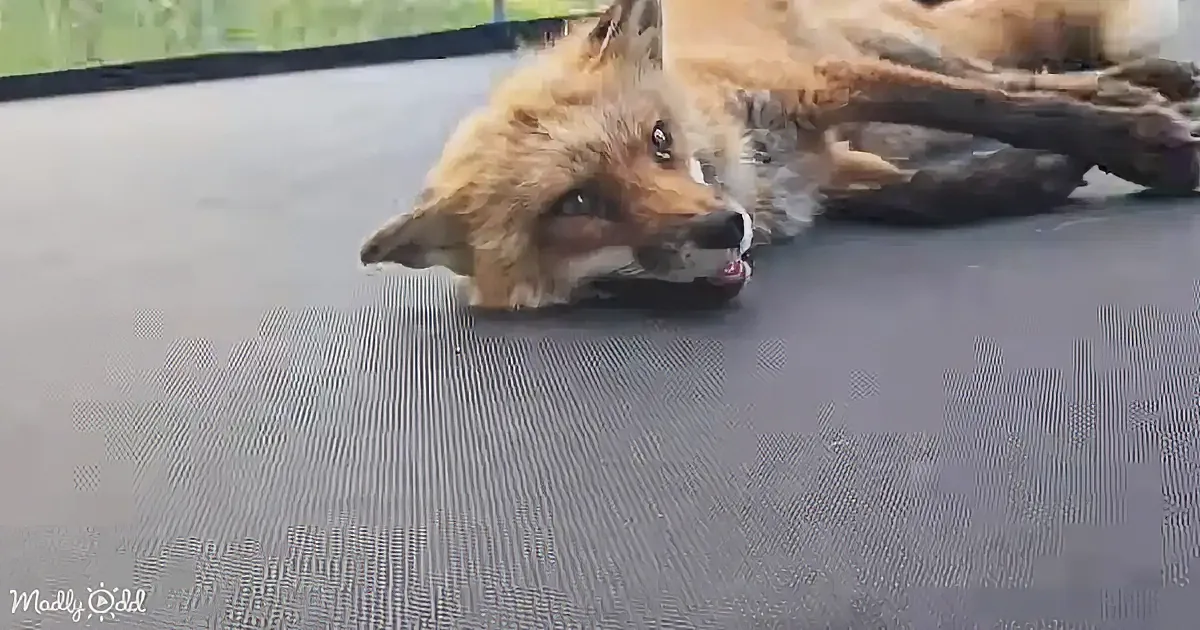 A fox lies on a black mat, appearing relaxed with its head resting on the ground.