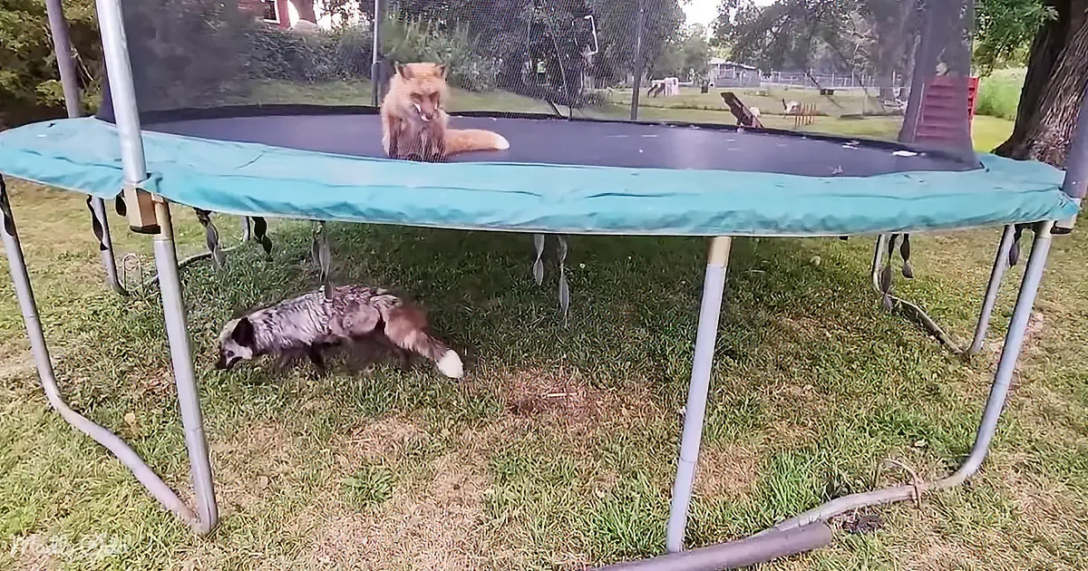 A fox sits atop a trampoline while another fox scurries beneath it on the grass.