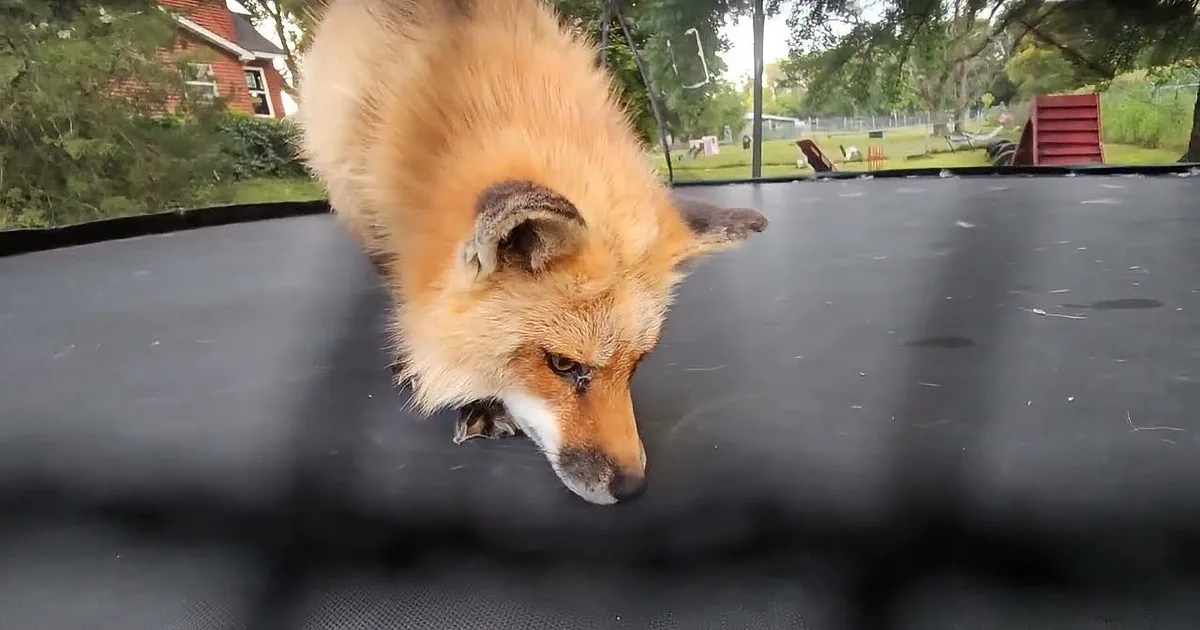 Sky-High Smiles: Finnegan Fox Jumps for Joy on His Backyard Trampoline
