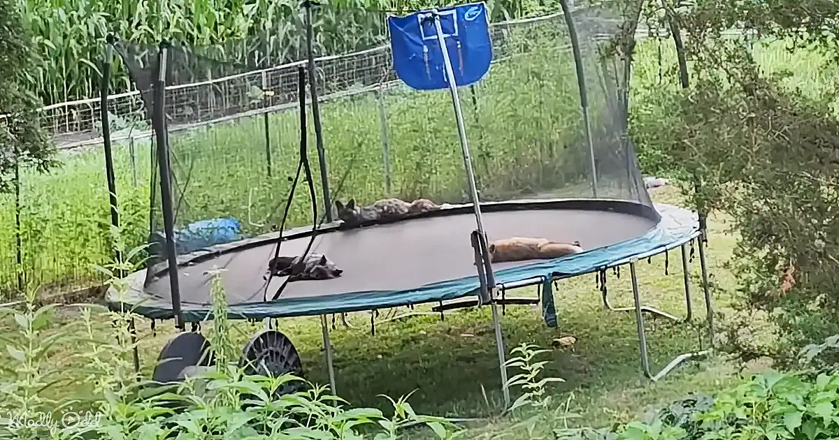 Two dogs rest on a trampoline surrounded by greenery and a fence.