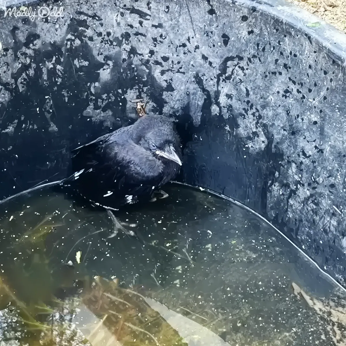 A black bird is perched on the edge of a water-filled plastic container, surrounded by debris.