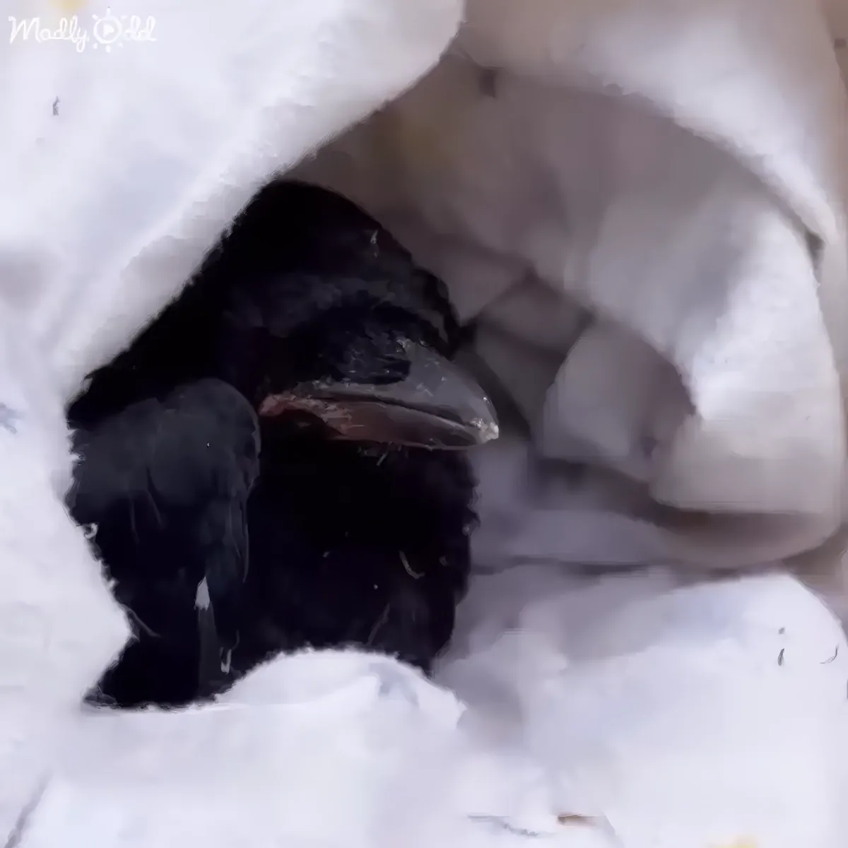 A black bird, possibly a crow, is nestled in a snowy crevice, its beak slightly open.