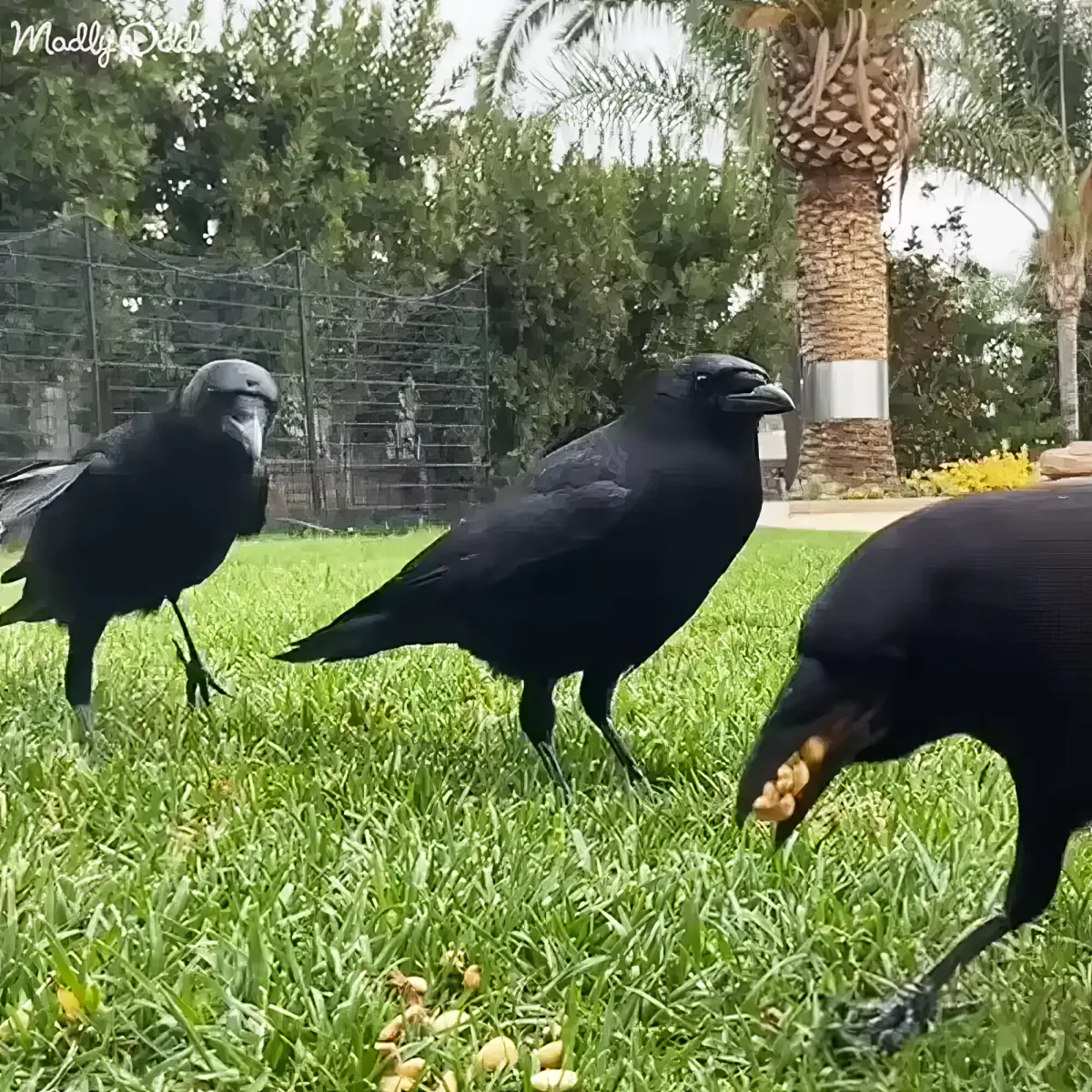 Three black birds pecking at peanuts on a grassy lawn near a palm tree.