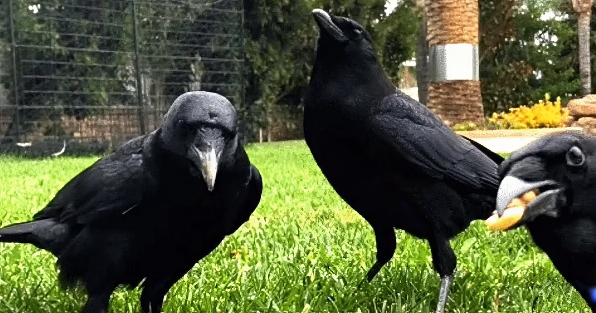 Family of Crows Teams up With Human to Rescue Their Baby
