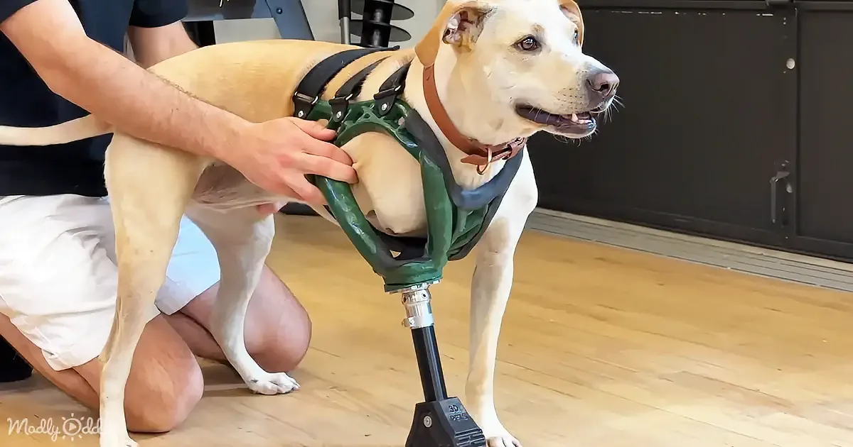 A dog wearing a harness and a prosthetic leg is being assisted by a person kneeling beside it.