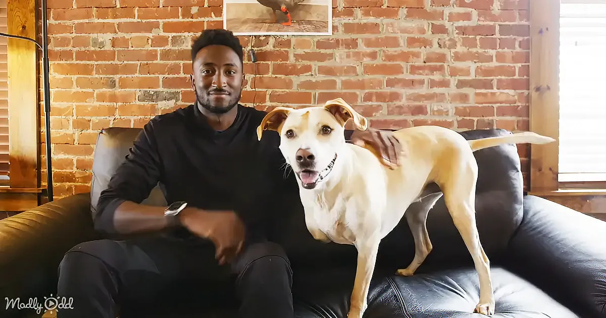 A man sits on a couch with a light-colored dog standing on his lap, both smiling.