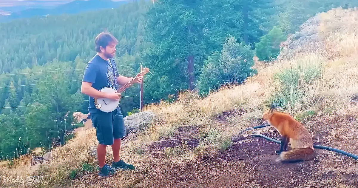 A man plays a banjo on a hillside, surrounded by nature, with a fox sitting nearby.