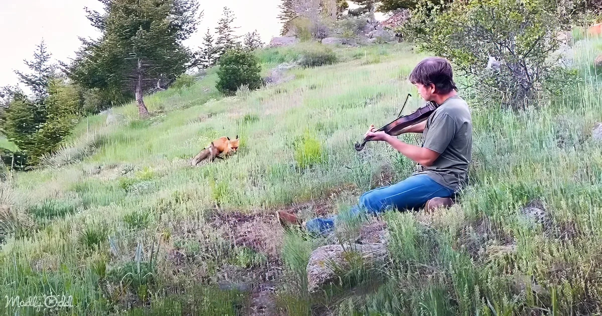 A man plays violin in a grassy field, a fox walks nearby.