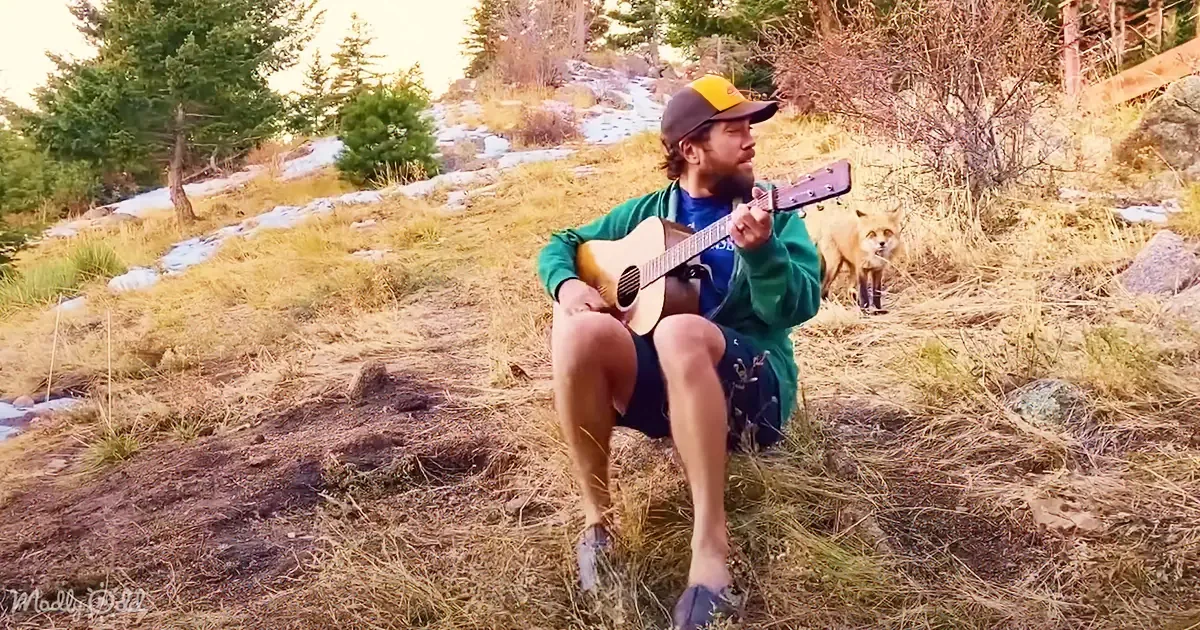 Dad Serenades Yard, Wild Fox Comes Daily for Free Concerts