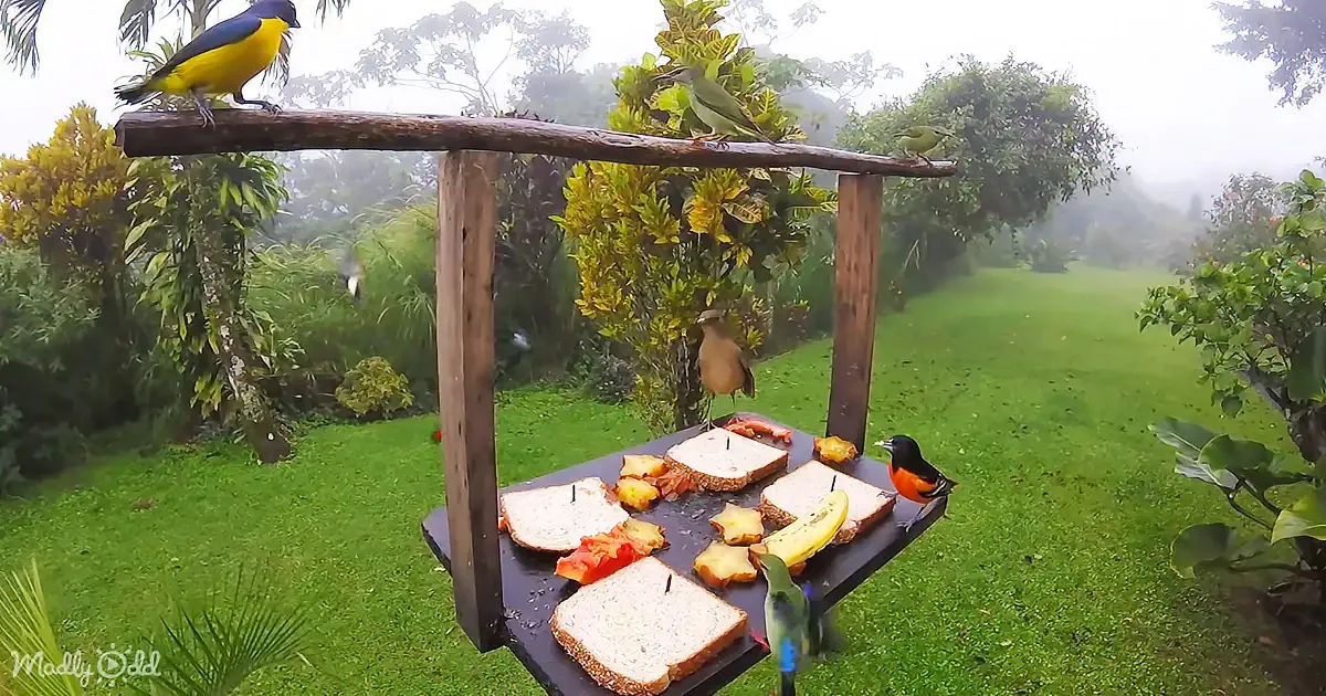 A bird feeder with various birds perched on it and slices of bread with toppings on the tray below.