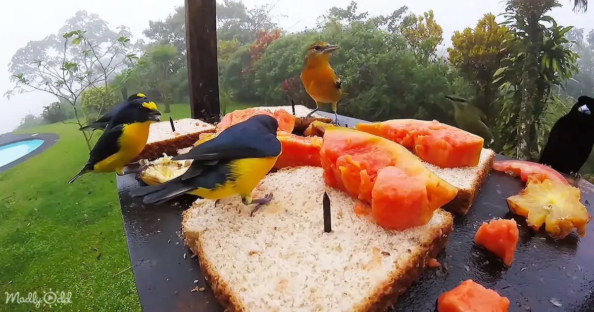 Birds gather around a table with bread and papaya, enjoying a feast in a lush, green outdoor setting.