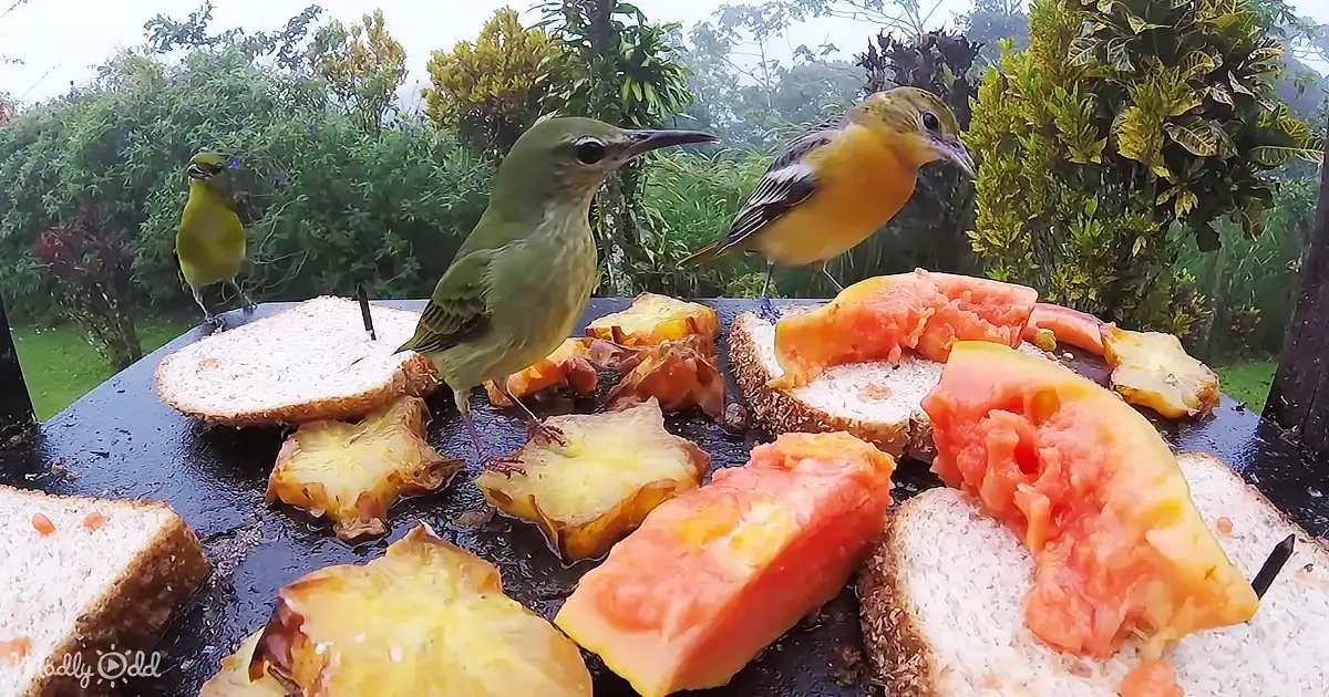 Three birds gather around a table with slices of bread, pineapple, and papaya, enjoying a feast.