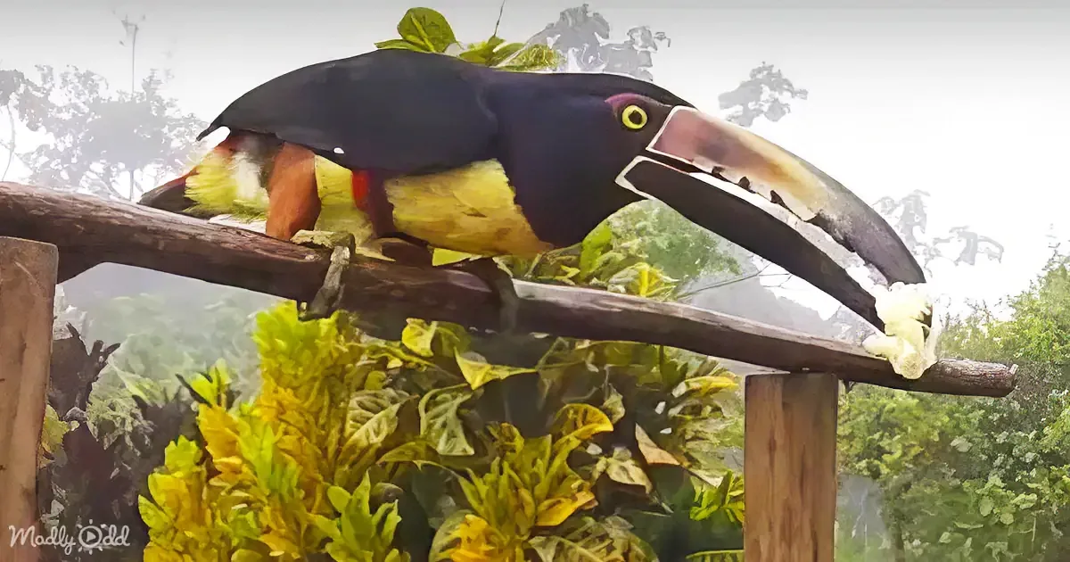Array of Vibrant Birds Flock to Costa Rican Bird Feeder