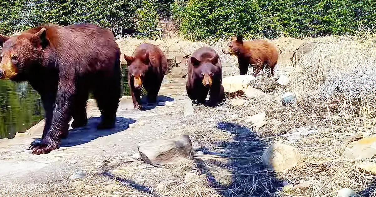 Four brown bears stand near a body of water, with one bear in the foreground and the others in the background.