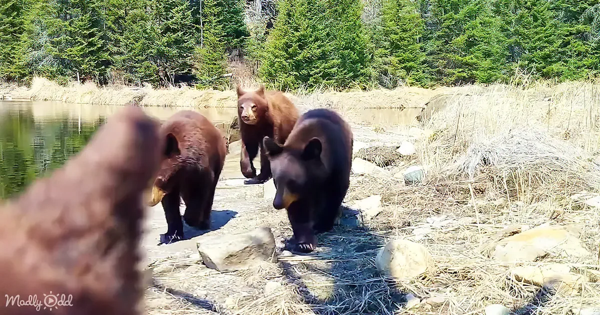 Mama Bear and Cubs Hilariously Tamper With Trail Cameras