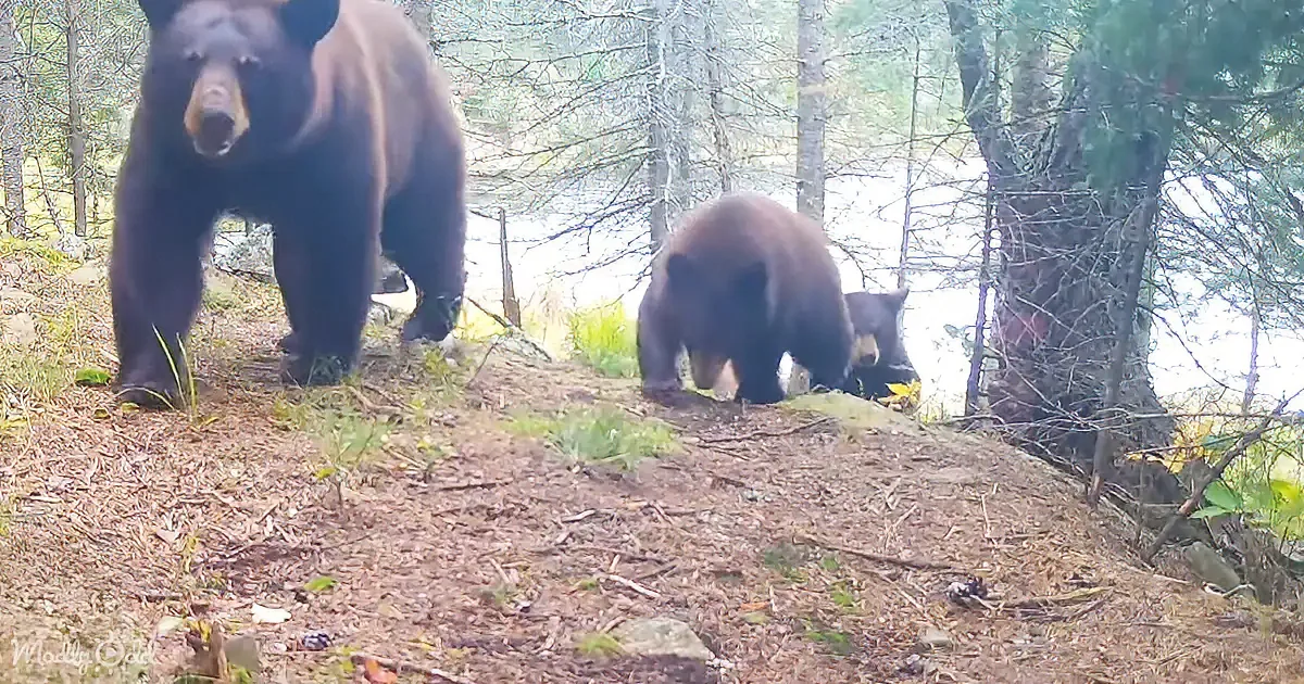 Two black bears, one larger and one smaller, are walking in a forested area with trees and grass.