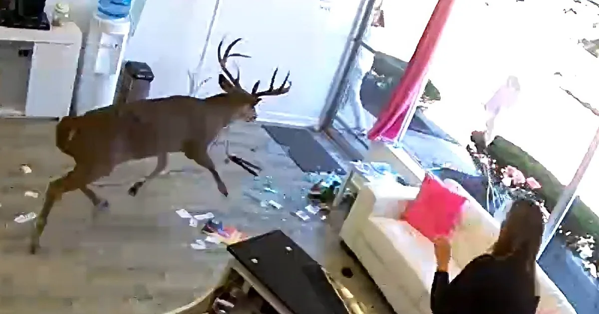A deer闯入室内，破坏家具和物品，地板上散落着碎片。