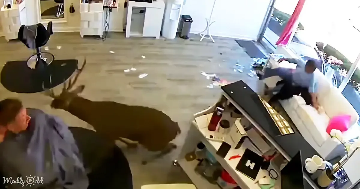 A deer is inside a salon, causing chaos as people react and debris scatters on the floor.