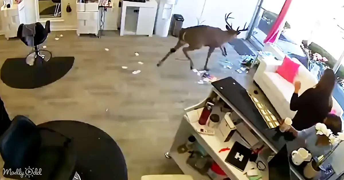 A deer闯入室内，穿过客厅，地板上散落着纸张。