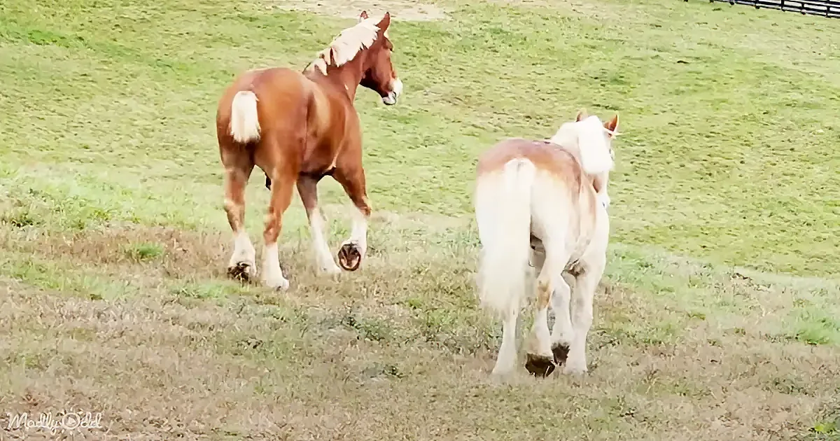 Two horses, one brown and one white, are grazing in a grassy field.
