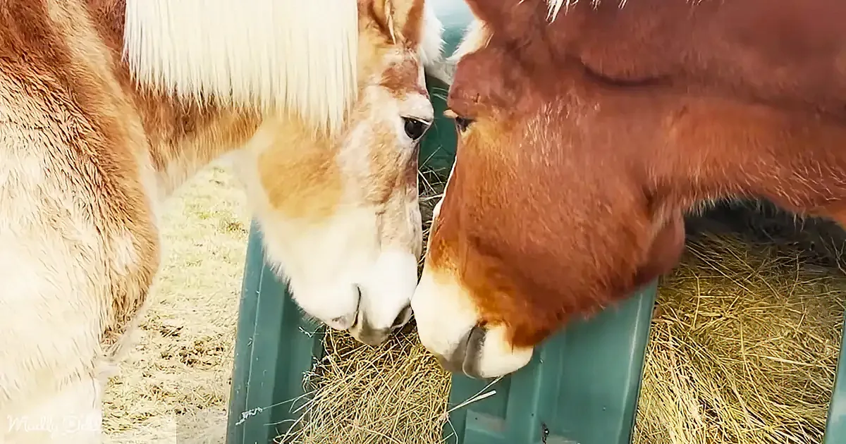 Two horses share a moment, noses touching, as they eat hay from a green feeder.