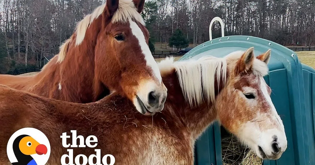 Lonely Senior Horse Finds Love at First Sight With New Mare