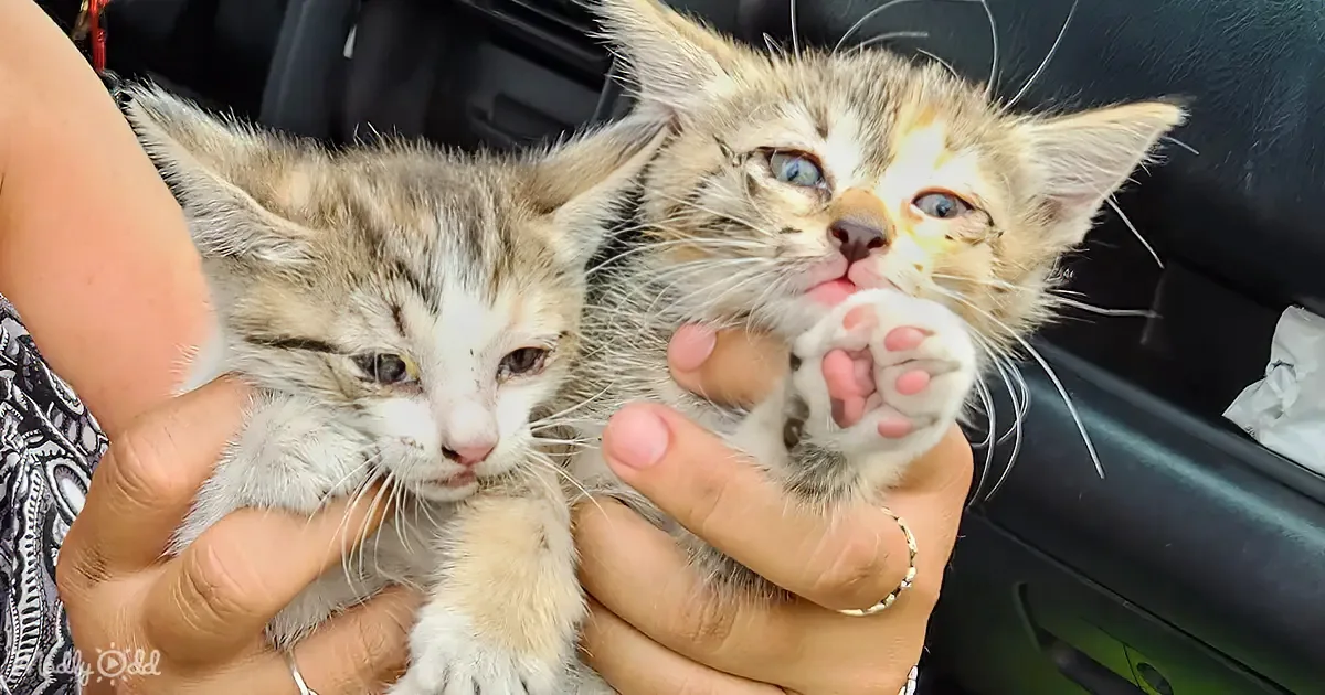Woman Discovers 2 Kittens Under Her Car Hood While Driving on I-10