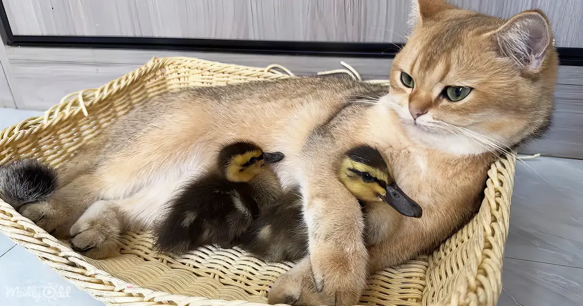 The Purrfect Moms: Foster Cat and Duck Cuddle Babies to Sleep