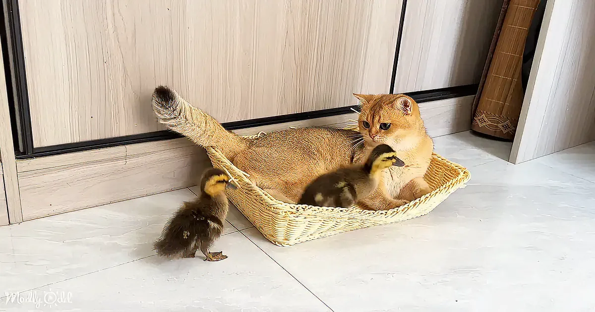 A cat sits in a basket with ducklings, appearing curious and protective.