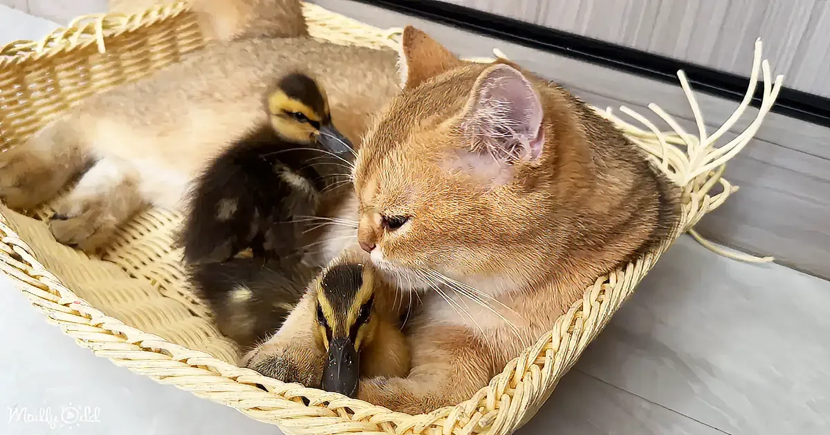 A cat and two ducklings rest together in a woven basket, creating a heartwarming scene.