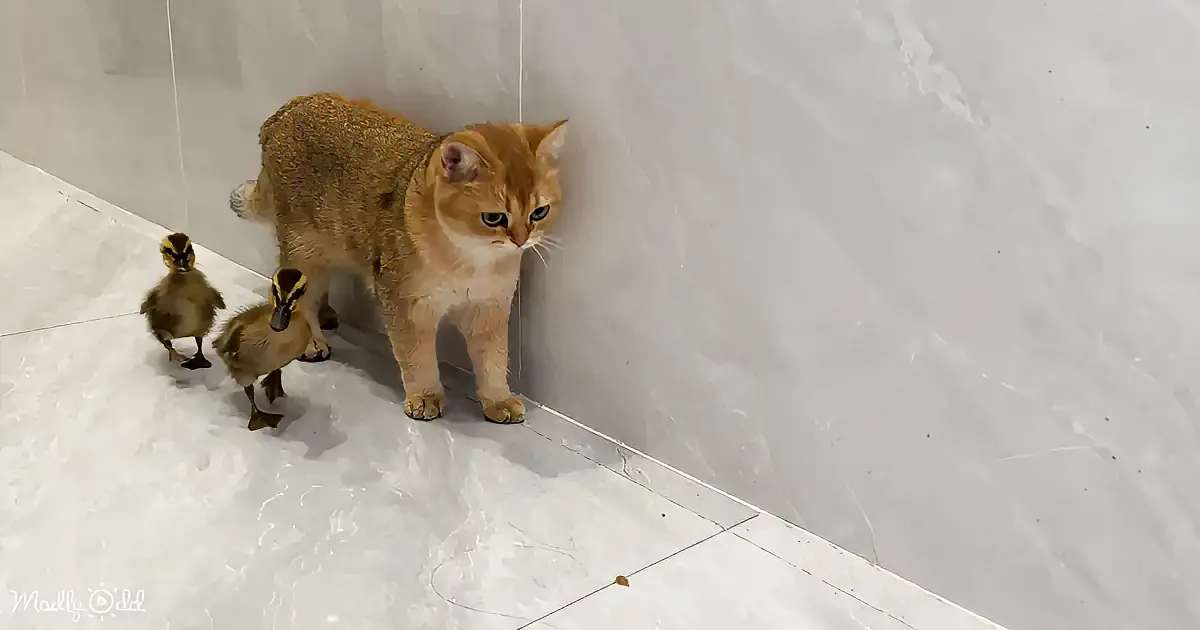 A curious orange cat stands near two ducklings on a tiled floor, both looking in the same direction.