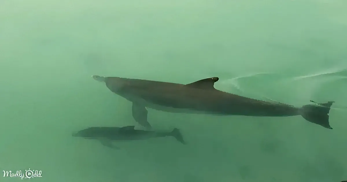 A dolphin swims gracefully in clear, greenish water, its reflection visible below.
