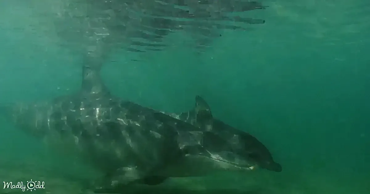 A dolphin swims underwater, its body visible through the greenish-blue water.