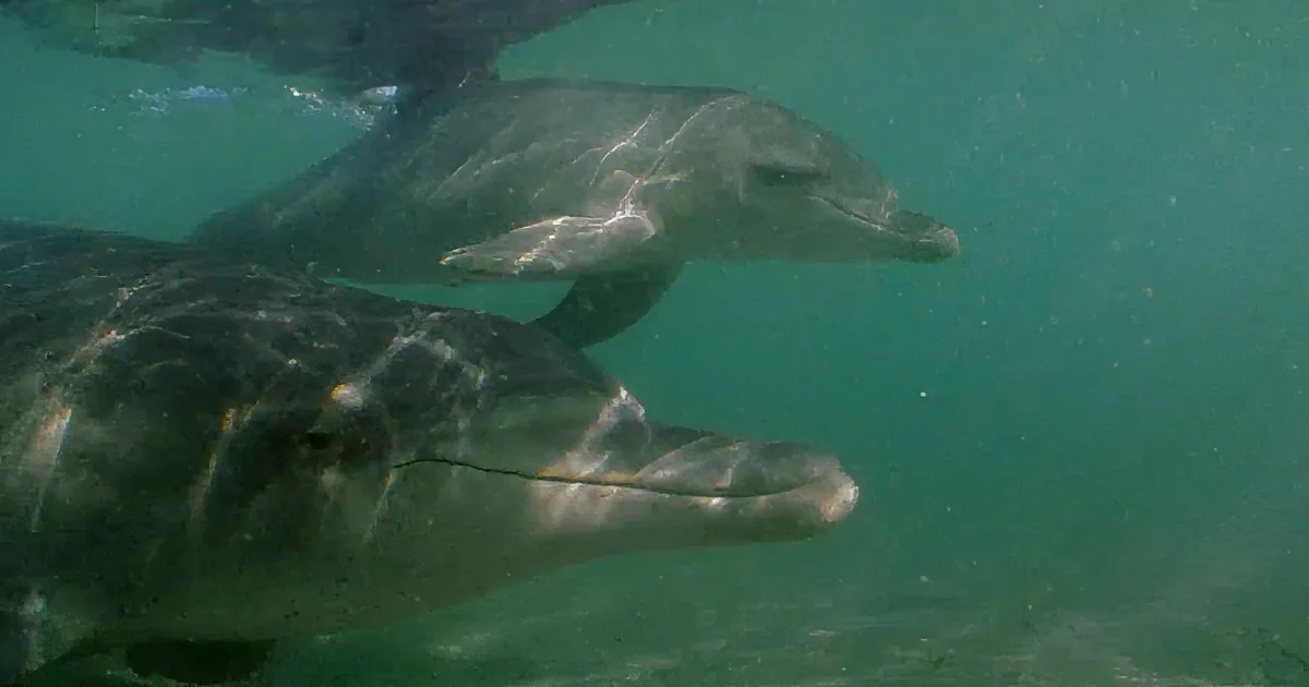 Hours-Old Baby Dolphin Learns to Swim With Mom by His Side