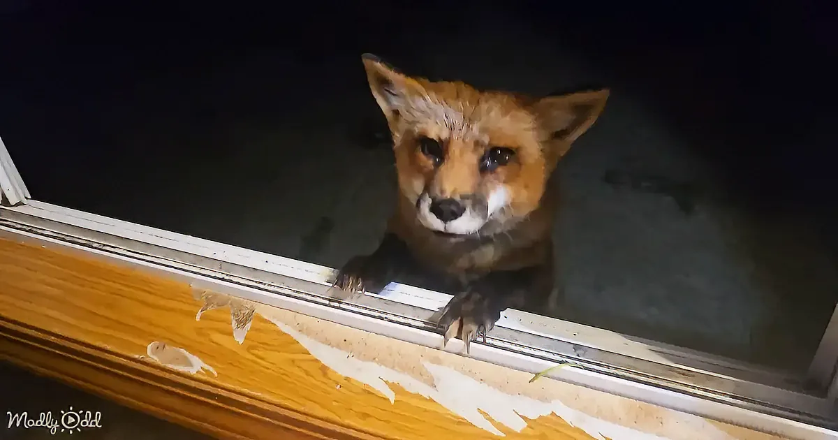 A fox is peering through a window, its paws on the frame, with a dark background and a light source illuminating it.