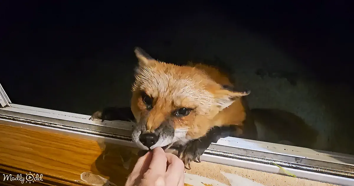 A fox is reaching out to take food from a person's hand near a window at night.