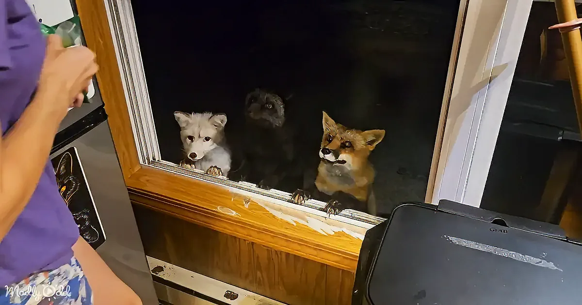 Three foxes, one black and two white, peer through a window, while a person in a purple shirt holds a green object.