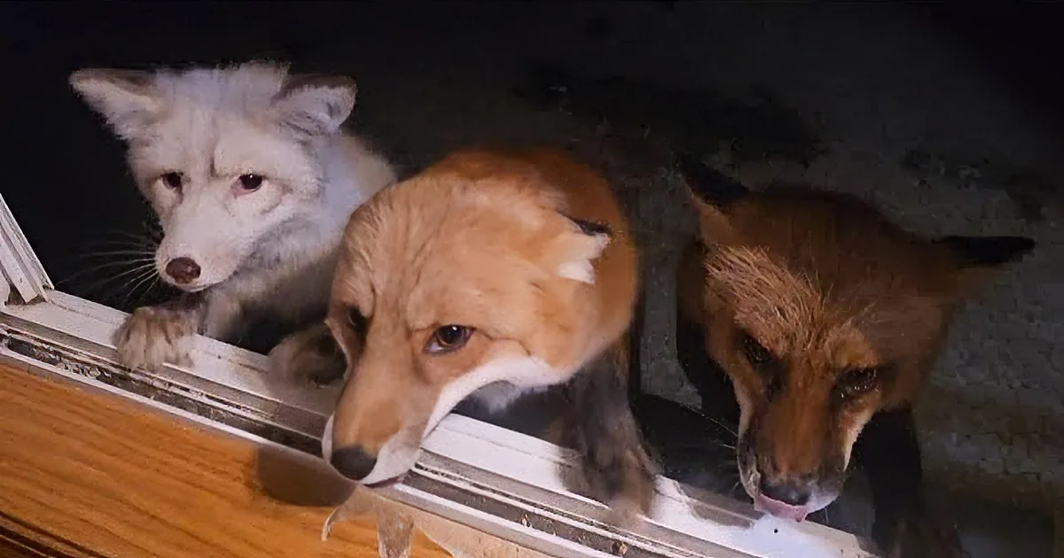 'More Crazy Foxes at My Window?!' Babies Line up for Nightly Treats