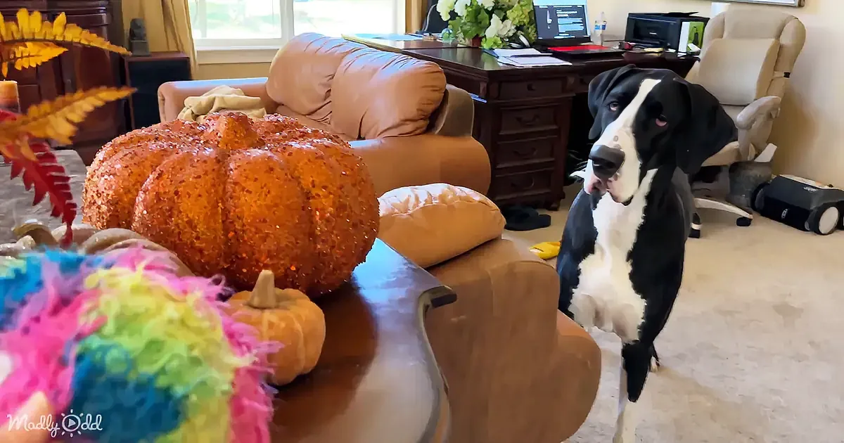 A black and white dog sits attentively in a cozy living room, surrounded by autumn decorations.